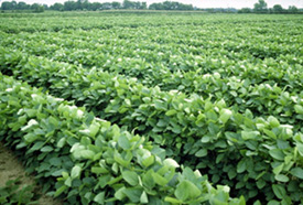 Photo of Soybean field