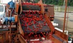 Photo of tomatoes at Violet Packing