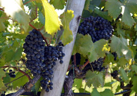 Photo of wine grapes - Click to enlarge