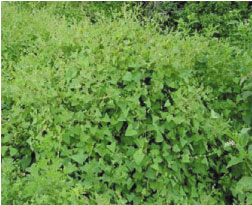 Photo of Mile a Minute Weed Photo of Mile a Minute Weed