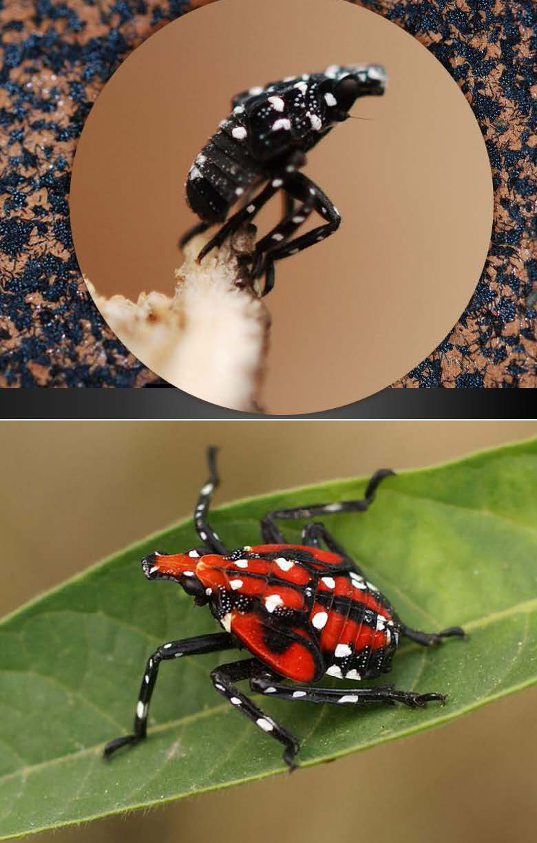 spotted lanternfly - Click to enlarge