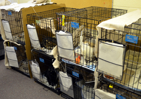 Photo of cats in cages in a Hurricane Sandy shelter - Click to enlarge