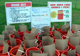 Photo of peach-picking set up at Battleview Orchards - Click to enlarge