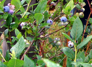 Photo of blueberry bush