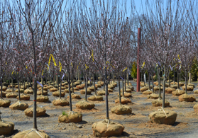 Photo of trees at Brock Farms - Click to enlarge