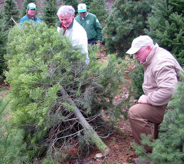 Secretary Cuts Tree