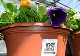 Photo of Jersey Grown Annual Pansies - Click to enlarge
