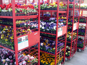 Photo of colorful pansies at La Rosa Greenhouses