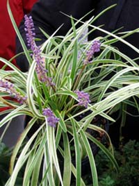 Photo of a liriope plant