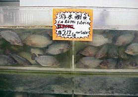 live agriculture seafood restaurants nj markets northeastern department market directory booklet result press tilapia gov