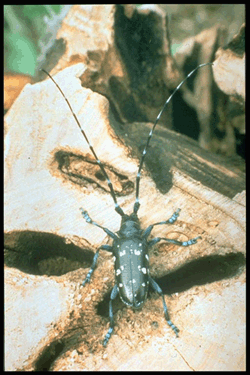 Asian beetles hardwood nj