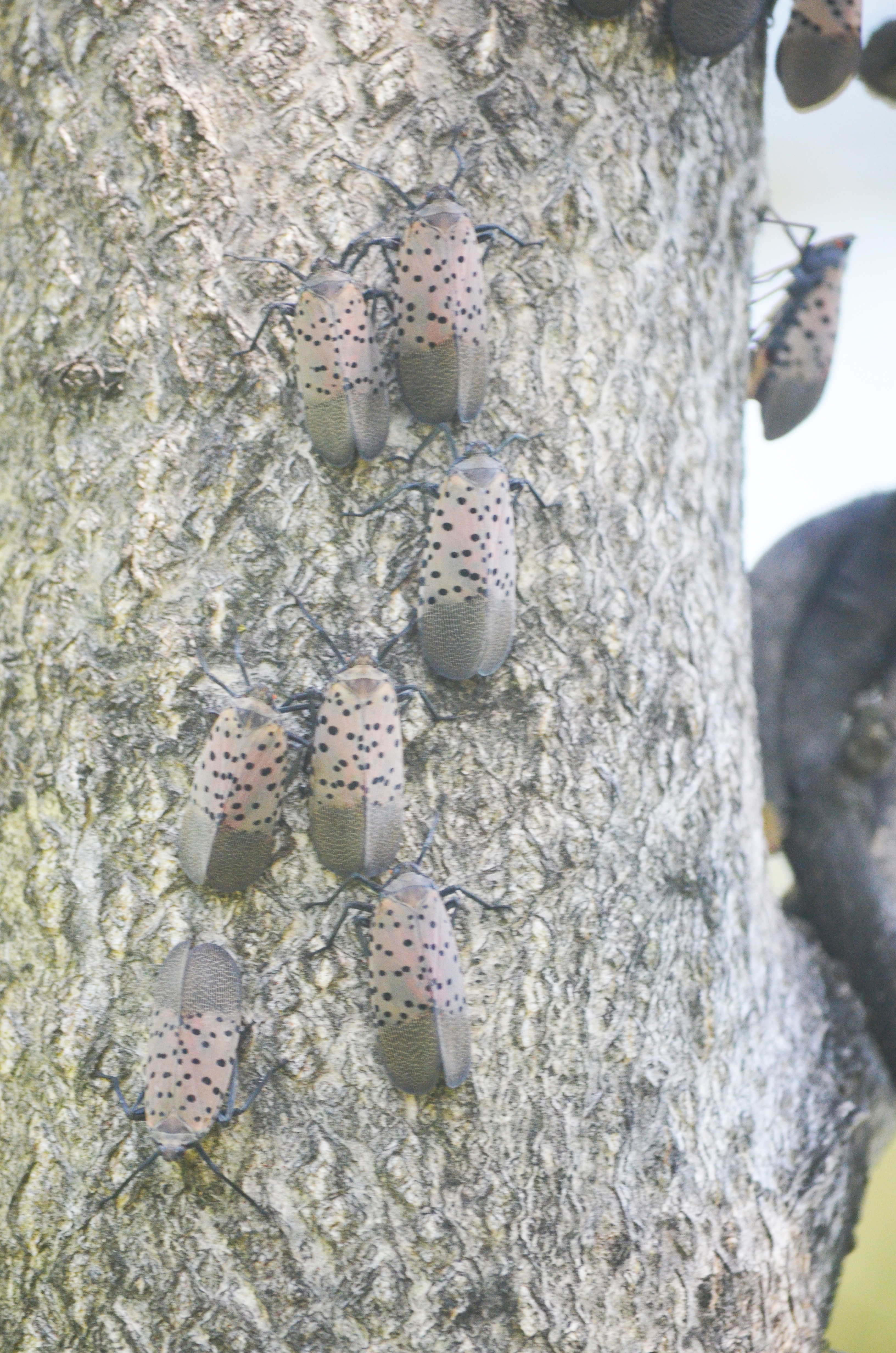 Spotted Lanternfly - Click to enlarge