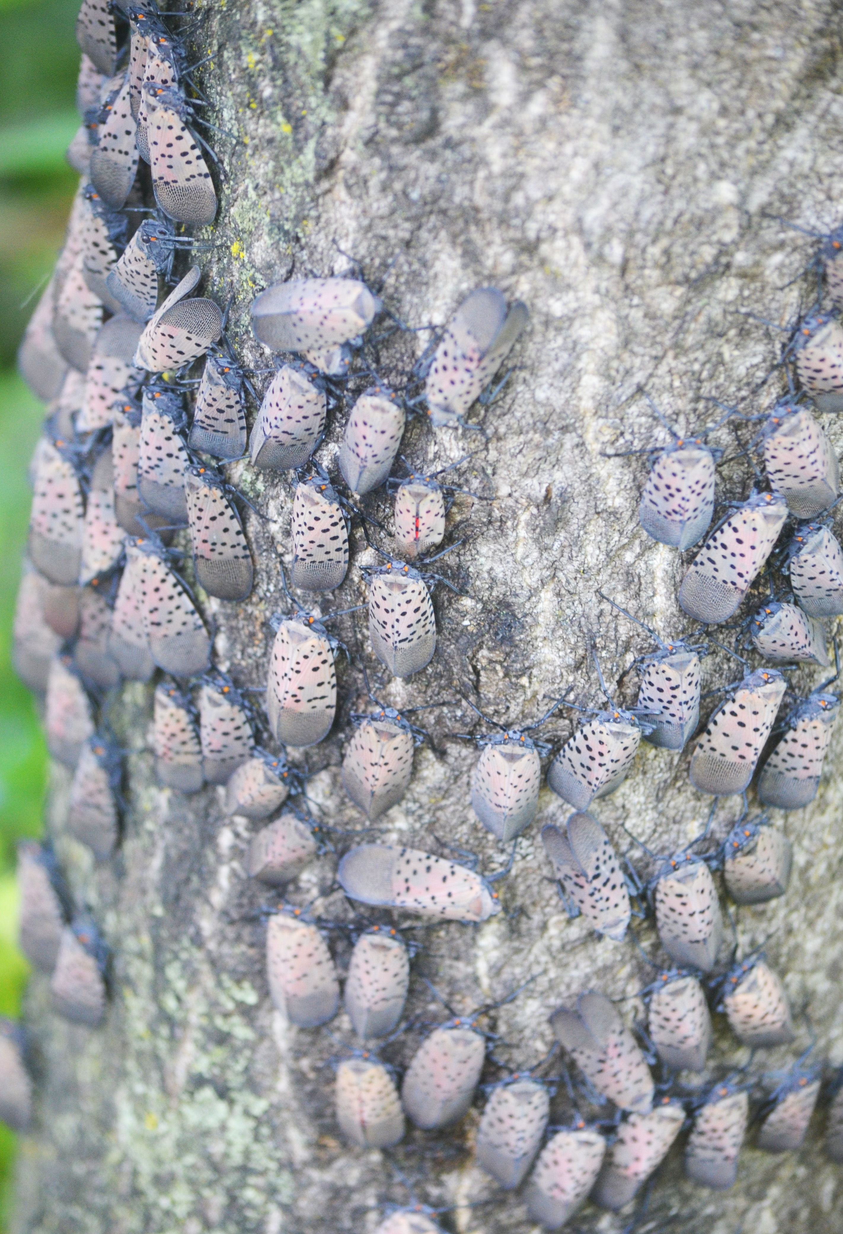 Spotted Lanternfly - Click to enlarge