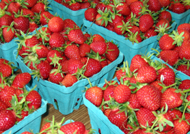 Photo of strawberries - Click to enlarge