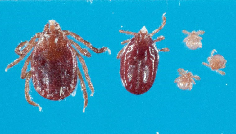 tick picture  - Click to enlarge