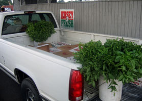 Photo of truck lined up to sell at Tri County Auction