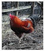 Photo of a rooster