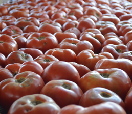 tomatoes