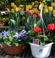 Photo of a Jersey Grown Annual display