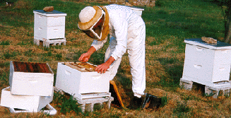Bee Keeper