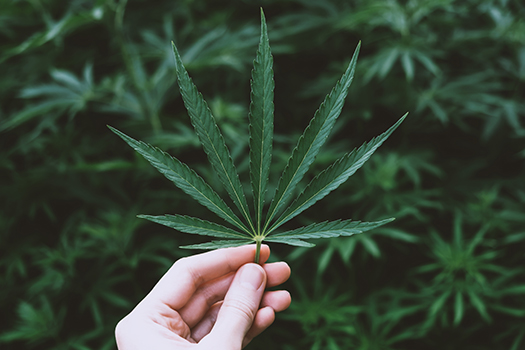 Female hand holding a cannabis leaf : Photo