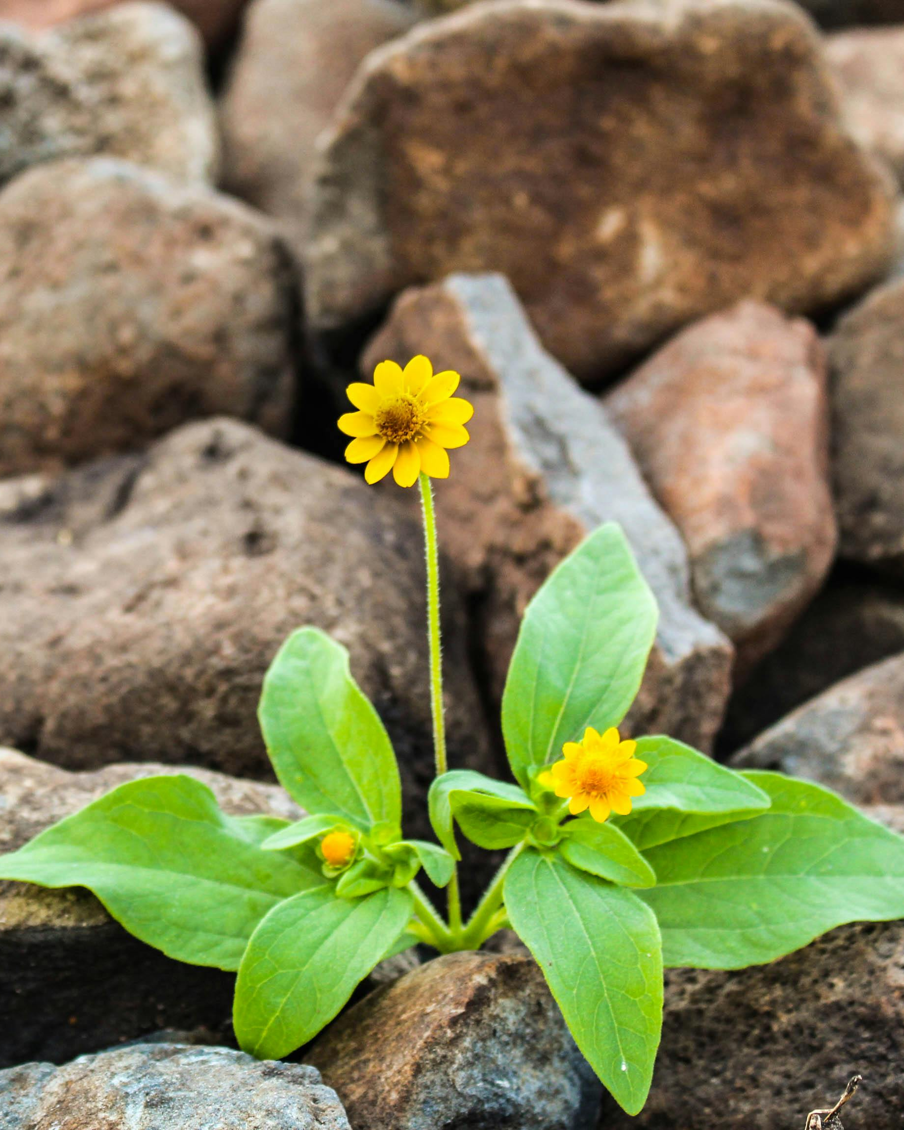 Flower blooming through rocks