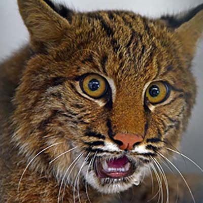 Bring Bobcats Back to Woodlands