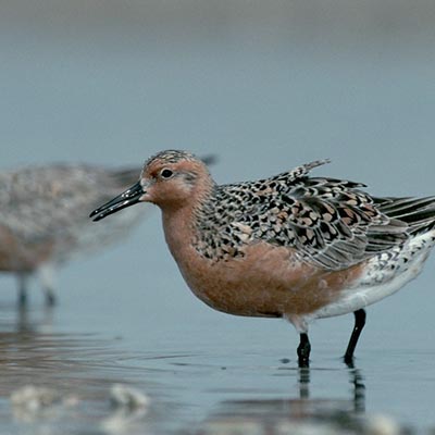 sandpiper red knot