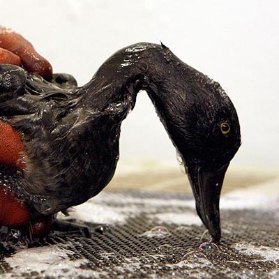 bird sudsing