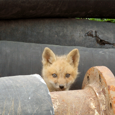 A red fox on Petty’s Island.