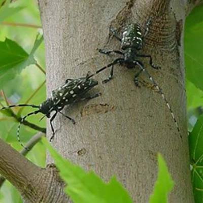 The black-and-white speckled wood borer attacked trees from maples to willows, poplars to ash, horse chestnuts to buckeyes.