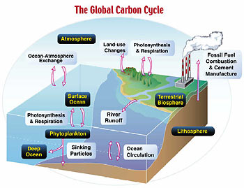 Illustration: The Global Carboan Cycle 