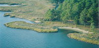 living shorelines