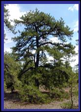 photo: tree