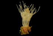 Sea nettle polyp