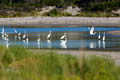 Hidden Gems: The Wilder Side of Island Beach State Park