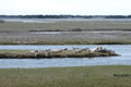 Hidden Gems: The Wilder Side of Island Beach State Park