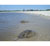 Horseshoe crabs cruise water’s edge as researchers band and measure shorebirds on the beach at Pierces Point