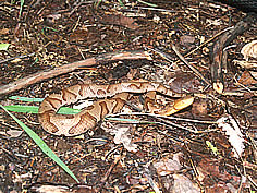 Northern copperhead - Photo by Mike Muller