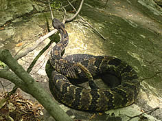 Timber rattlesnake - Photo by Kris Schantz