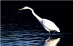 picture of egret