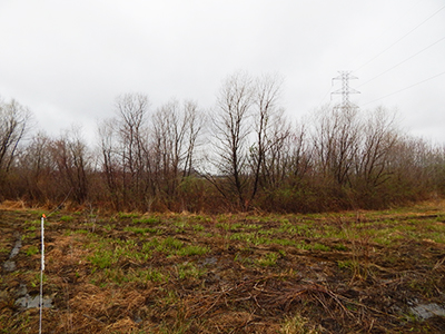 turtle creek following restoration