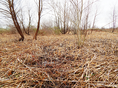 turtle creek after phragmite removal