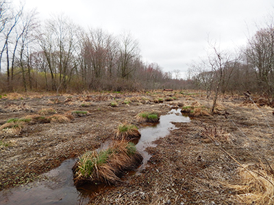 turtle creek early spring in restored area