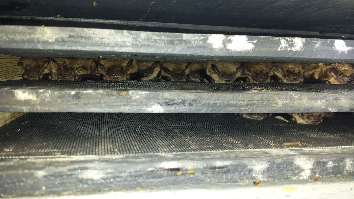 NJDEP Division of Fish &amp; Wildlife - Bats in Buildings