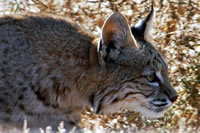 Bobcat