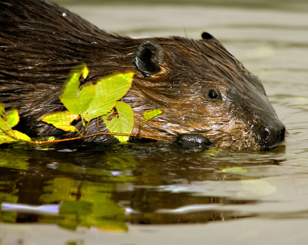 NJDEP Division of Fish & Wildlife CHANJ Featured Species