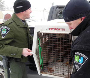 Crated eagle prepared for transport