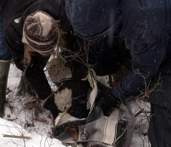Biologist and CO Capture Injured Eagle
