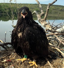 Bald Eagle chick on nest at Merrill Creek Resevoir